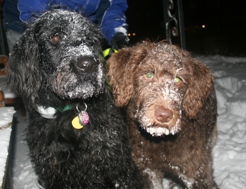 Wrigley and Bogie enjoy the snow.