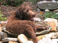 Bogie cooling off in the bubbler.