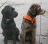 Bogie and Wrigley watching for ghosts.