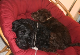 Bogie and Wrigley enjoy a snooze.