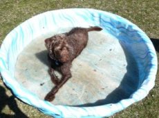 Bogie enjoying the first day of the pool season.