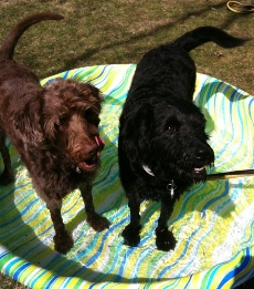 Bogie and Wrigley try out the new pool