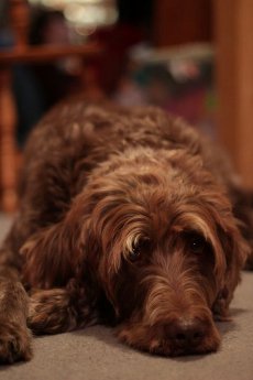 A pensive Bogie.