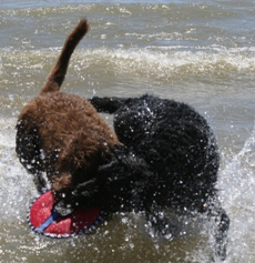 Bogie practices his defensive moves.