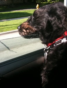 Wrigley looks out the rear passenger side window.