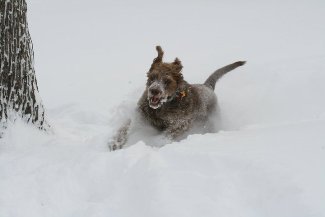 Bogie's wild romp in the snow.