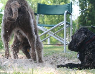 Bogie digging a new bed in the sand.