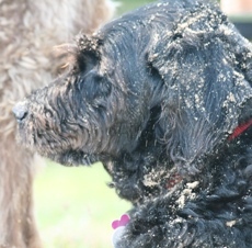 The results on Wrigley after Bogie pushed sand in his face.