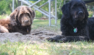 Cute dogs in the sand.