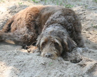 Bogie resting in his sand bed.