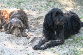 Bogie and Wrigley enjoying the sand.