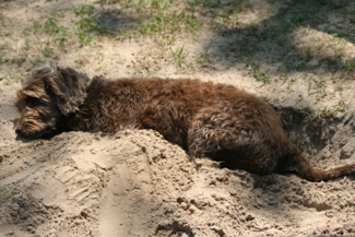 Bogie is buried in the sand.