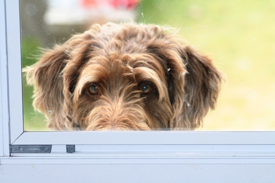 Bogie looks through the window.