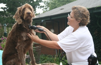 Bogie gets a haircut from mommy.