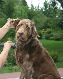 Bogie is not happy about getting a haircut.