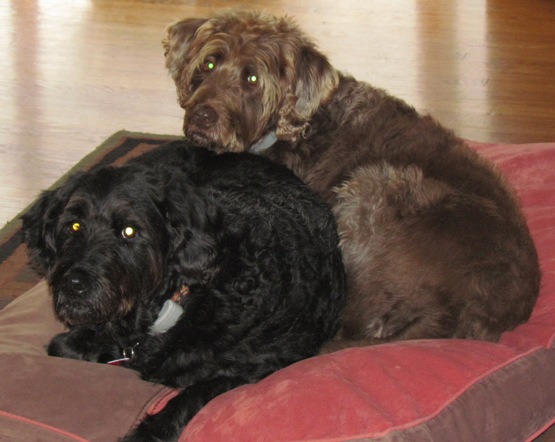 Wrigley and Bogie getting cozy on Bogie's pillow.