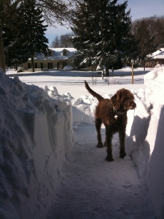 Bogie is not quite sure what to do with all this snow.