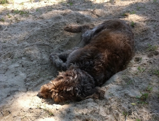 Bogie sleeping in his sand bed.