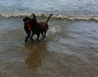 Wrigley and Bogie save the flying squirrel from drowning.