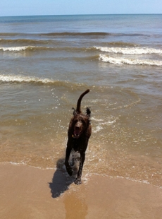 Bogie runs in from the water.