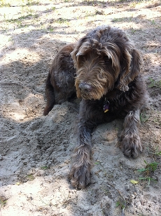 Bogie just finished digging a new bed in the sand.