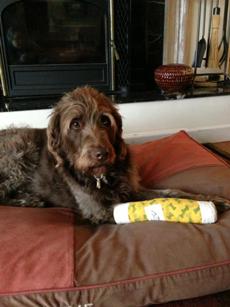 Bogie with splint.