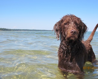 Bogie enjoying the view from the sandbar.