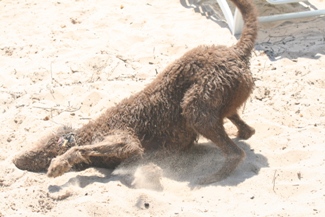 Bogie enjoying a good scratch in the sand.