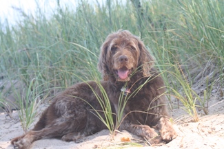 Bogie laying in the shade in the sand.