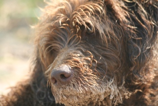 Bogie with a snoot full of sand.