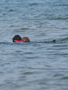 Swimming dogs.