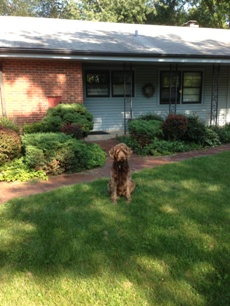 Bogie's last picture in front of the house on Burton in Arlington Heights.