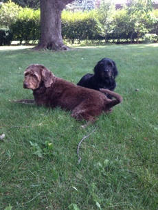 Bogie and Wrigley chilling out in the back yard.