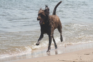 Bogie running on the beach.