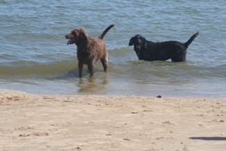 Hanging out in the water.