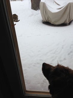 Bogie checking out the bird perching on the outside door handle.