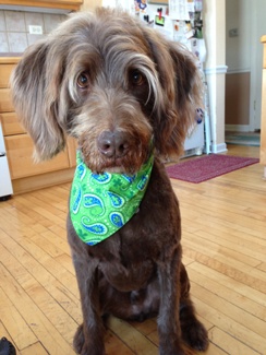 Bogie's new haircut.