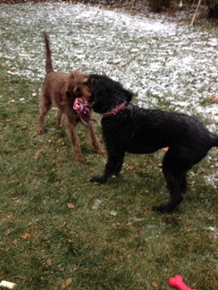 Bogie and Wrigley go at it with the string ball.