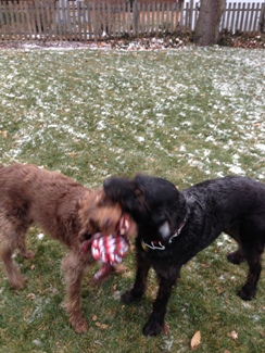 Tug of war with BFF Wrigley.