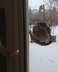 Close up of the little cold bird trying to get warm on the outside door handle.