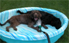 Bogie and Wrigley wait for the pool to fill.