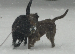 Bogie and Wrigley at play in the snow.