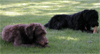 Bogie and Wrigley enjoying a bone.