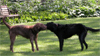 Bogie and Wrigley in a playful tug-of-war.