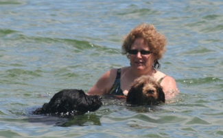 Wrigley and Bogie swimming with Cathy.