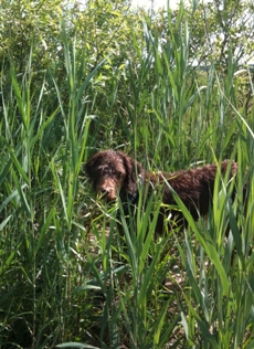 Bogie doing some research in the tall grasses.