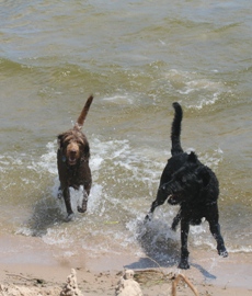 Bogie and Wrigley running in from the beach.