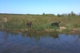 Bogie and Wrigley nosing around north of the creek.