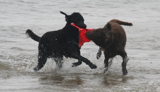 Wrigley and Bogie struggling over the flying squirrel.