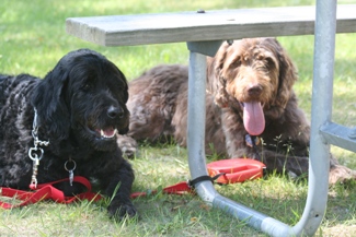 Wrigley and Bogie relaxing under the picnic table.